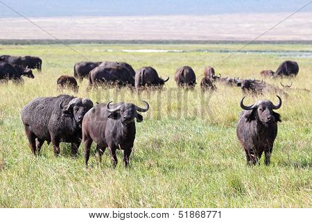 Herd Of African Buffalos