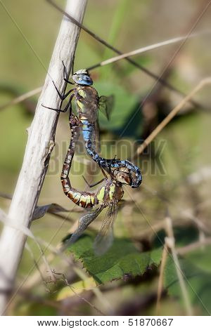 Autumn Hawker