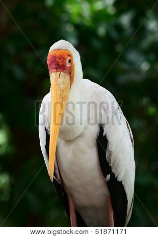 Yellow-billed Stork