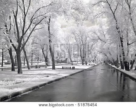 Avenue Is In A Park