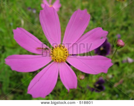 Blomst