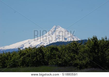 mt hood
