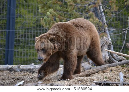 grizzly bear
