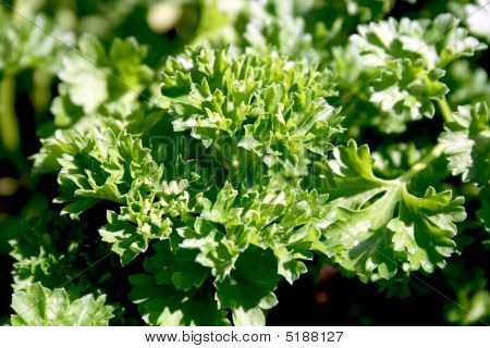 Persille (petroselinum Crispum)