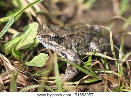 Brown toad in the woods