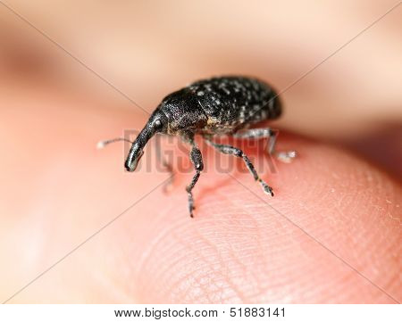 elephant beetle