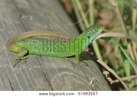 Green Lizard (lacerta Bilineata)