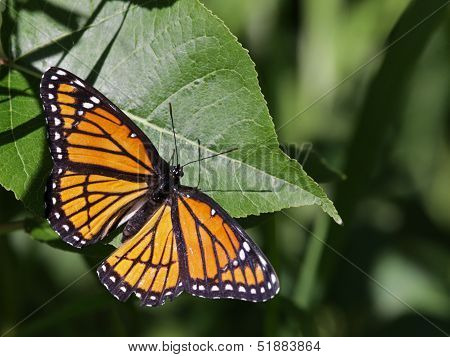 Viceroy Butterfly
