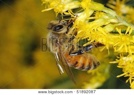Honeybee On Goldenrod