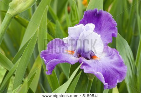 Iris blomst