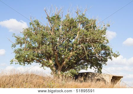 lonely tree