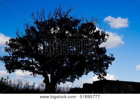 lonely tree