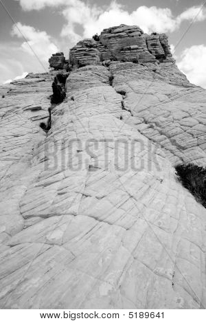 Close Up sulle rocce con un piccolo albero - Snow Canyon Utah