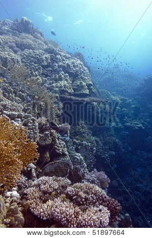 coral reef with hard and fire corals at the bottom of tropical sea