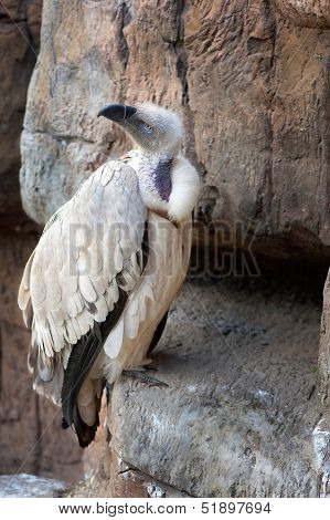Cape Vulture