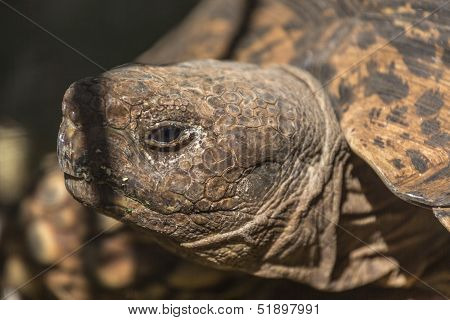 Sulcata Tortoise