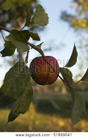 Rotten Apple