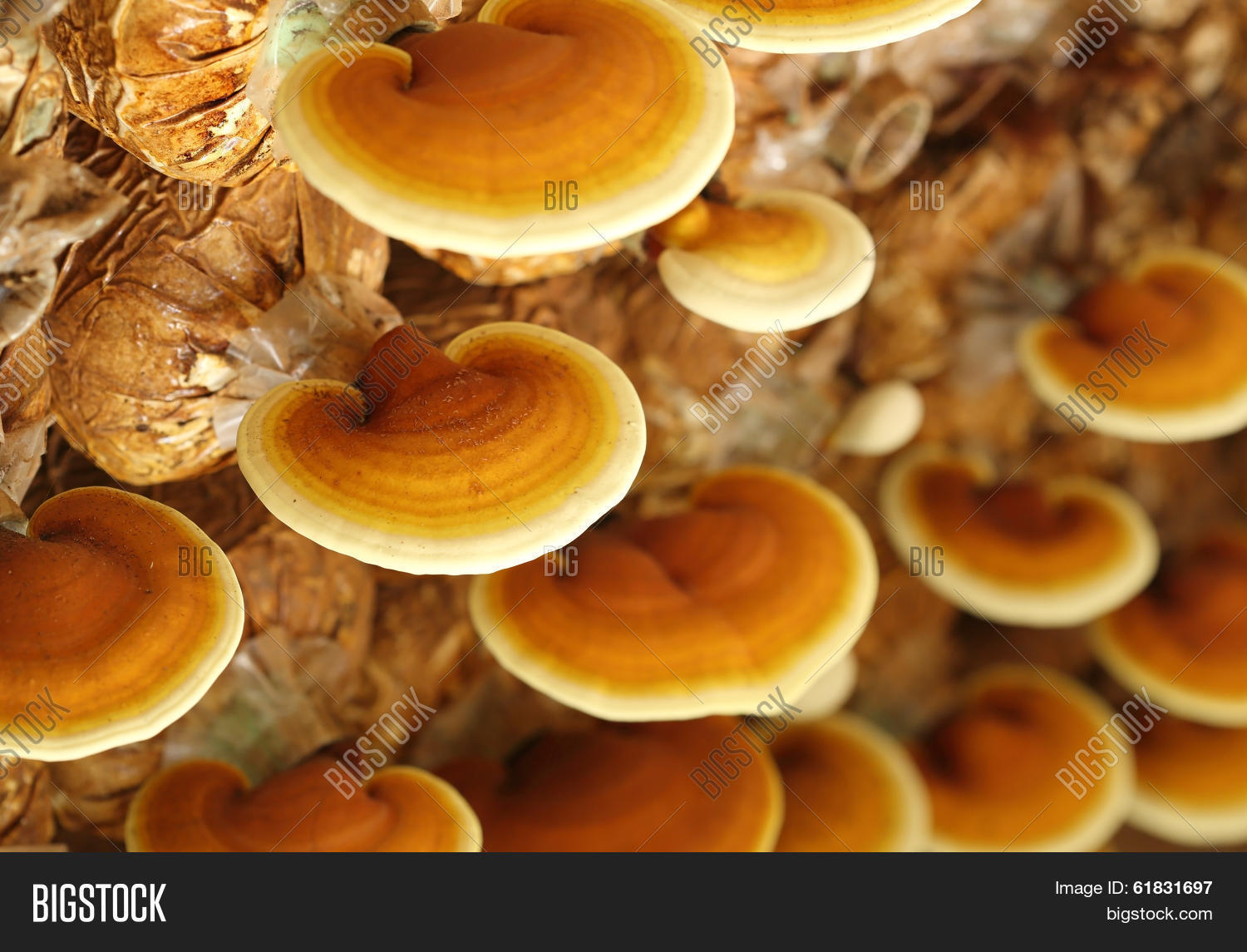 Lingzhi Mushrooms Image & Photo (Free Trial) Bigstock