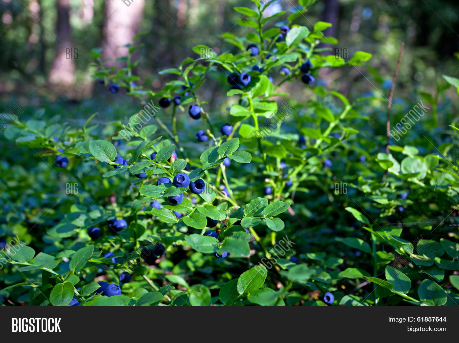 Wild Bush Blueberry Image & Photo (Free Trial) Bigstock