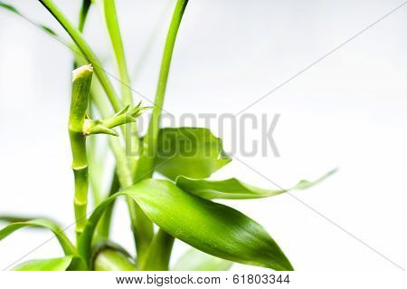 DRACAENA