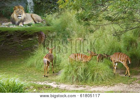 Lion And Gazelle