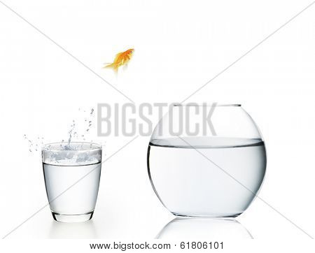 goldfish jumping out of the water 