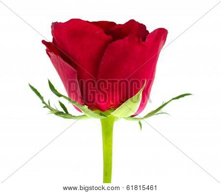 Beautiful Red Roses On White Background
