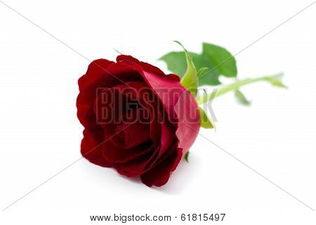 Beautiful Red Roses On White Background