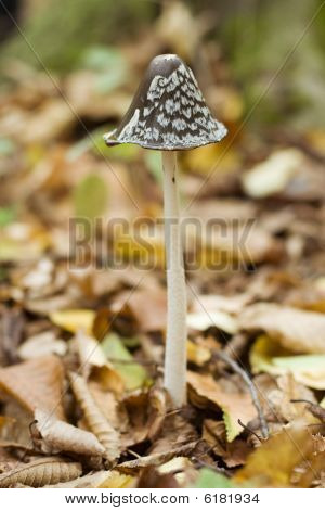 Champignon