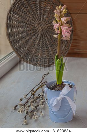 Pink Hyacinth In A Bucket On The Window And Willow Twigs