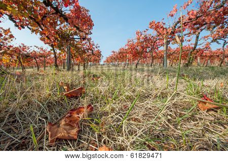 Italian vineyard