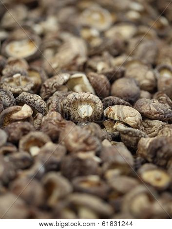 Dried Shiitake Mushrooms