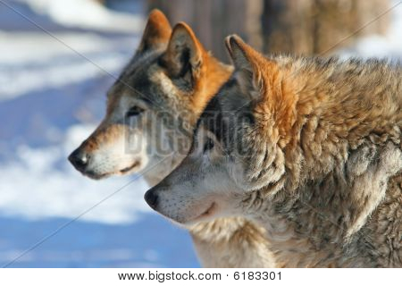 Grå ulve (canis Lupus)