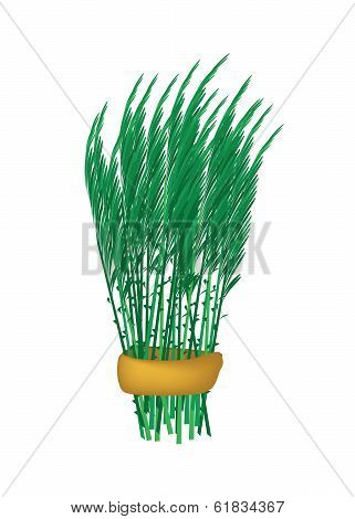 Fresh Green Acacia Pennata Bunch On White Background