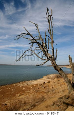 Albero in riva al lago