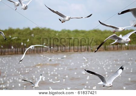 Flying Seagulls In Action At Bangpoo