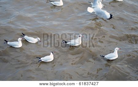 Seagull Is A Bird Migration To Bangpoo