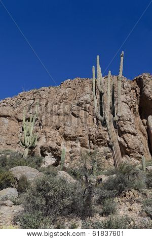 Arizona Saguaro