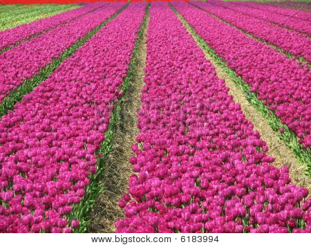 Campo di tulipani per sempre
