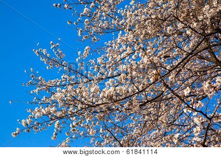 Yoshino cherry blossom in full bloom
