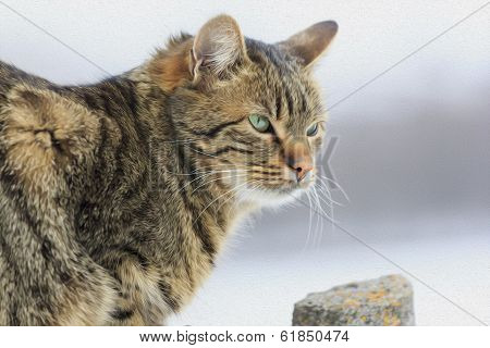 Rural Cat, Oil Paint Stylization