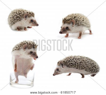Hedgehog isolate on white background