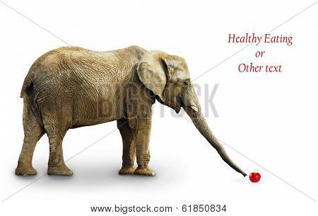 Elephant Eating Apple