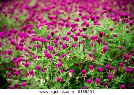 ดอกไม้สีม่วงสวยงาม - บานไม่รู้โรย