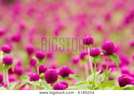 ดอกไม้สีม่วงสวยงาม - บานไม่รู้โรย