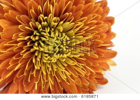 Chrysanthemum