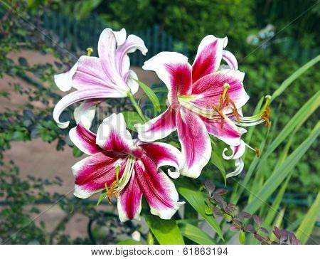 Many Flowers Of Red And White  Lilies