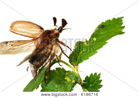 Květen bug (chroustům Vulgaris)
