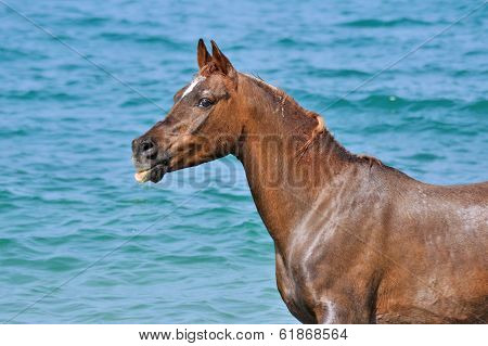 Portrait of horse on a background of ocean waves.
