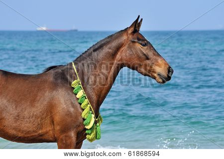 Portrait of a horse on the beach